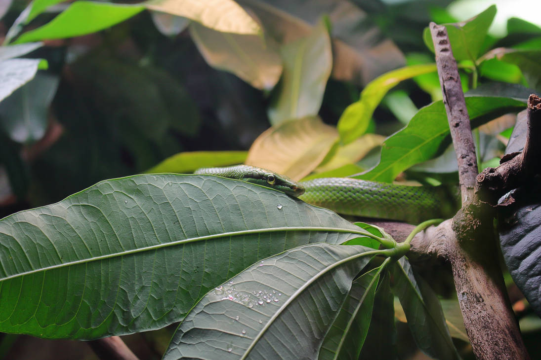 Red-tailed tree snake by PieniElukka on DeviantArt