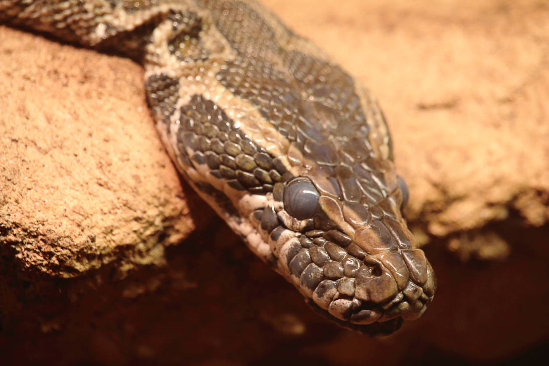 African rock python by PieniElukka on DeviantArt