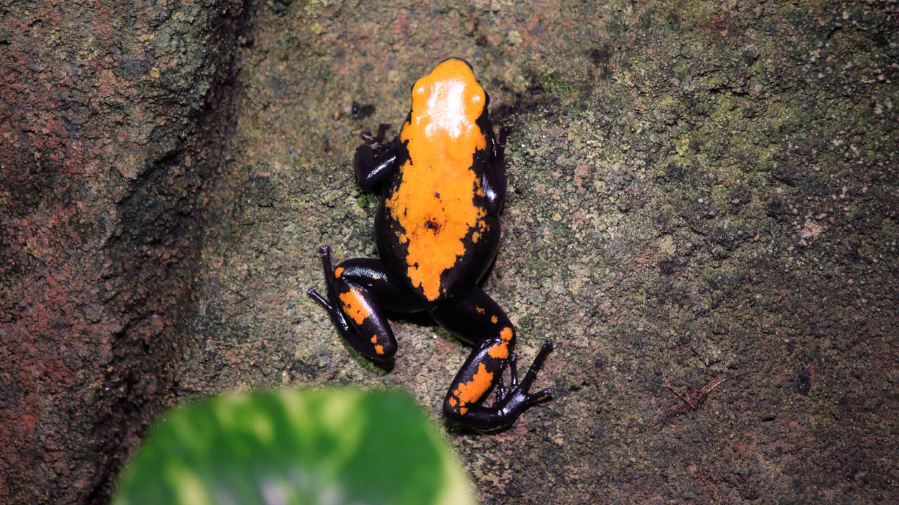 Splasher Frog Splash-backed poison frog by PieniElukka on DeviantArt
