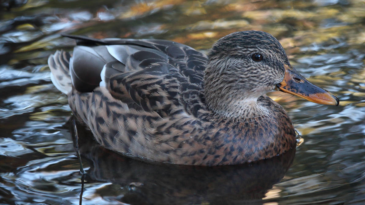 Mallard (female) by PieniElukka on DeviantArt