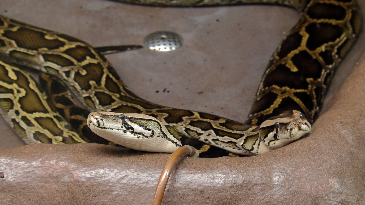 Burmese pythons by PieniElukka on DeviantArt