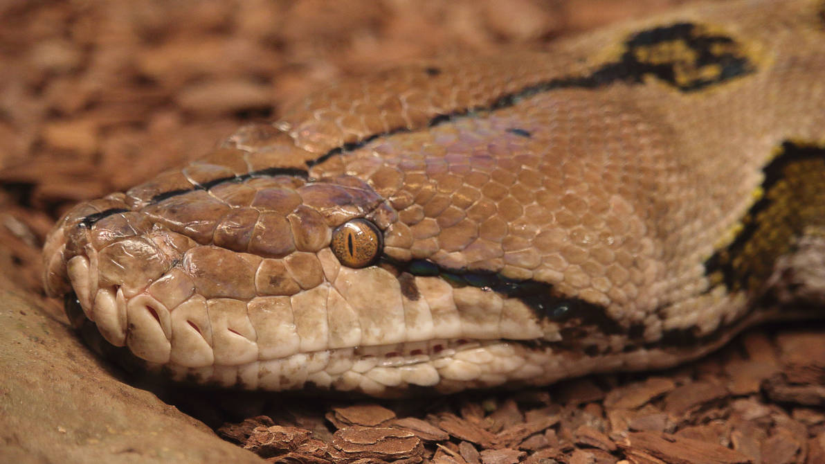 Reticulated python by PieniElukka on DeviantArt