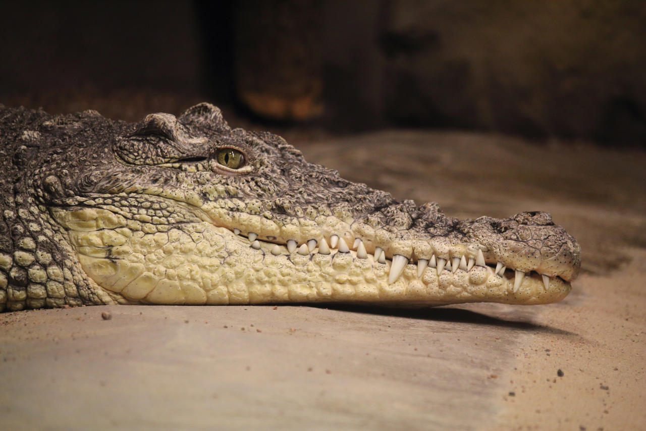 Spectacle Cayman Spectacled caiman by PieniElukka on DeviantArt