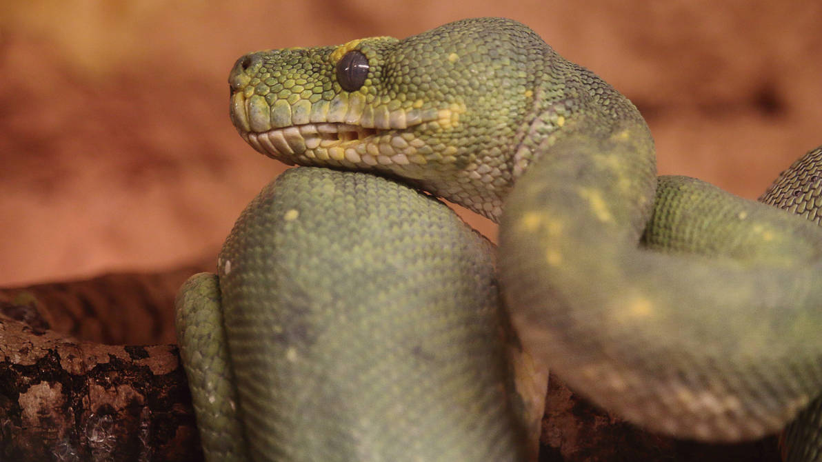 Green tree python by PieniElukka on DeviantArt