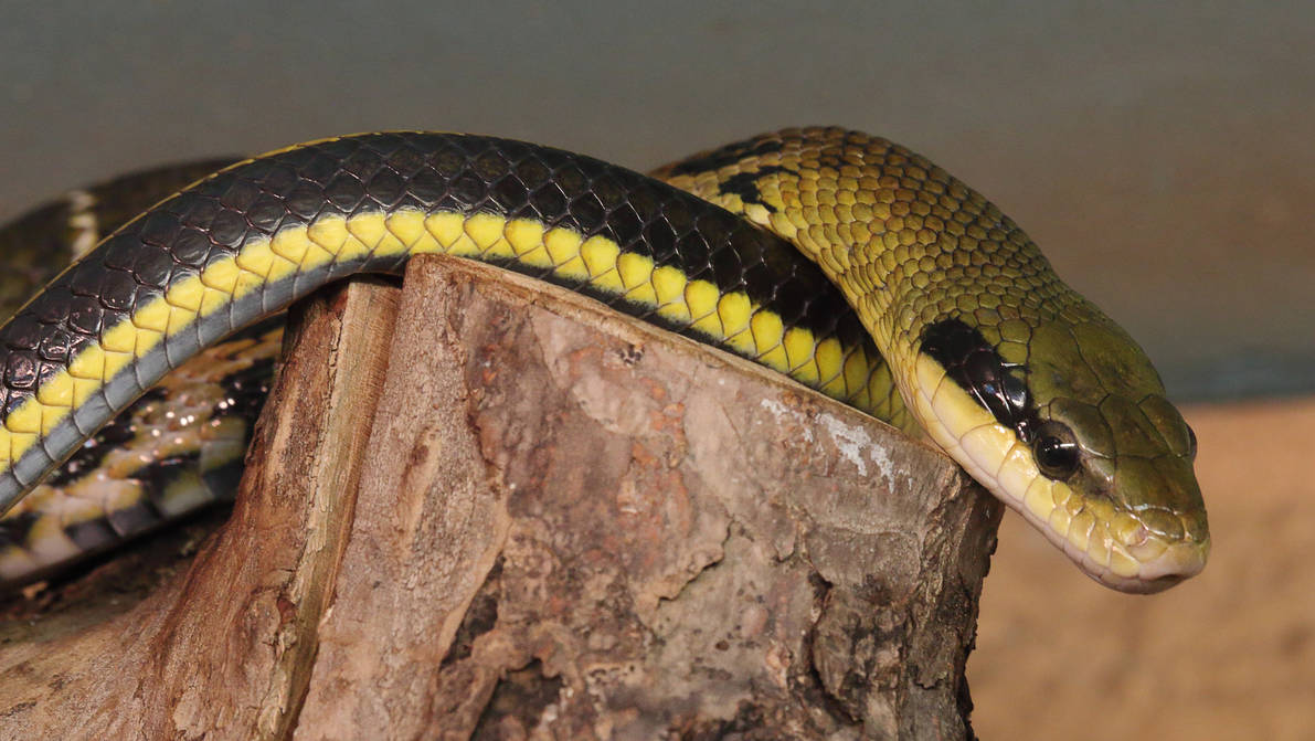 Taiwan beauty ratsnake by PieniElukka on DeviantArt