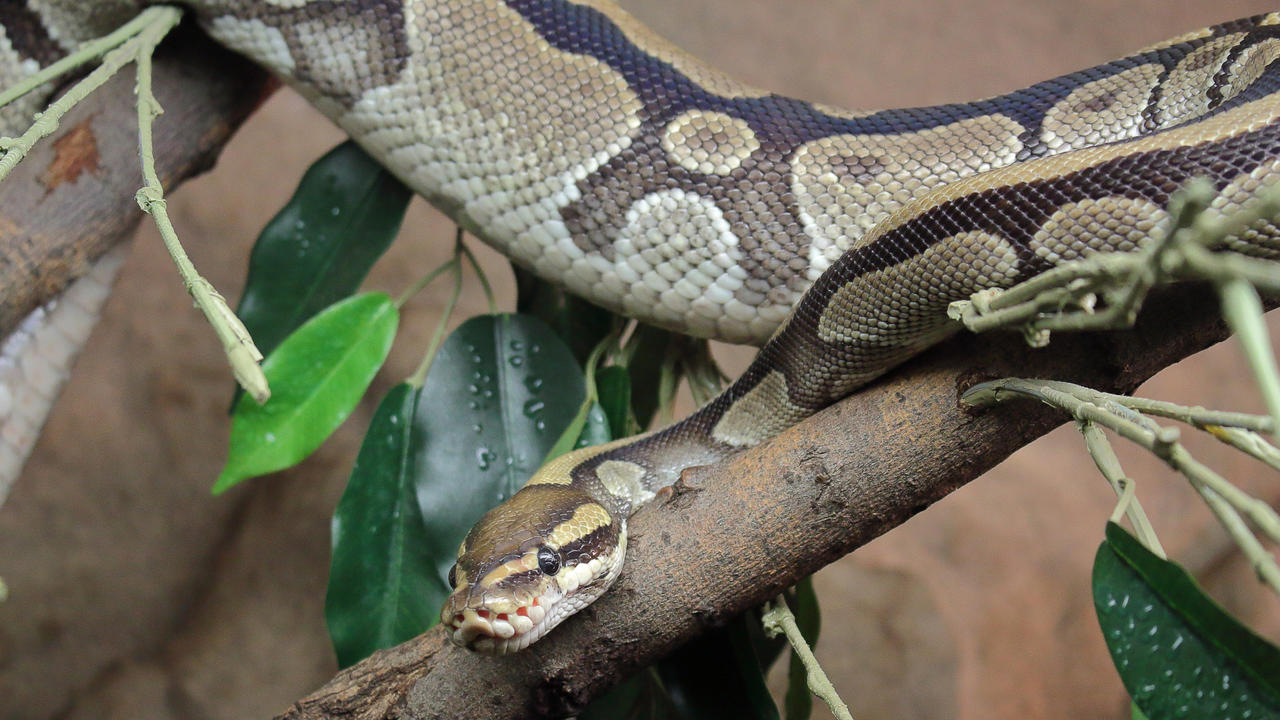 Ball python by PieniElukka on DeviantArt