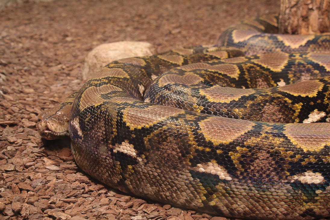 Reticulated python by PieniElukka on DeviantArt