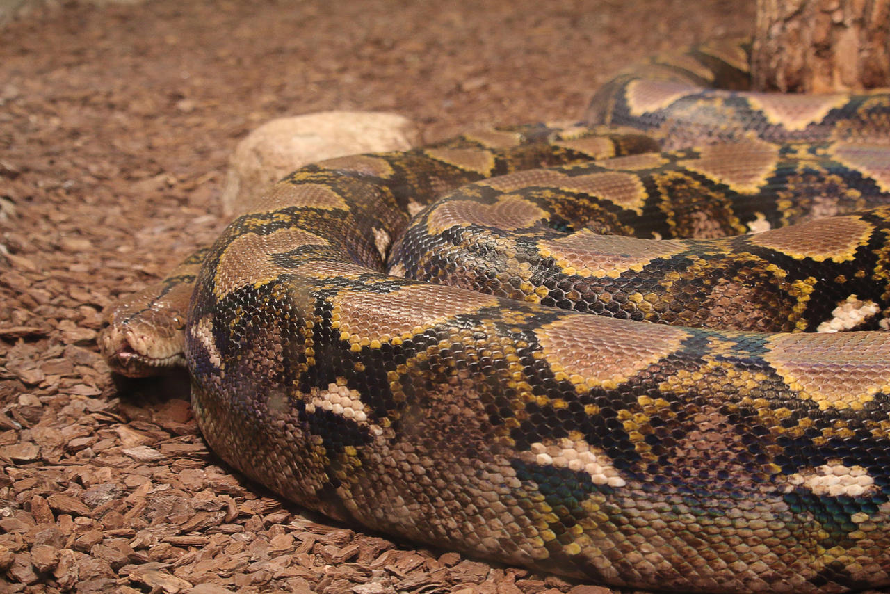 Reticulated python by PieniElukka on DeviantArt