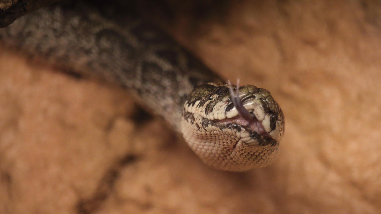 African rock python by PieniElukka on DeviantArt