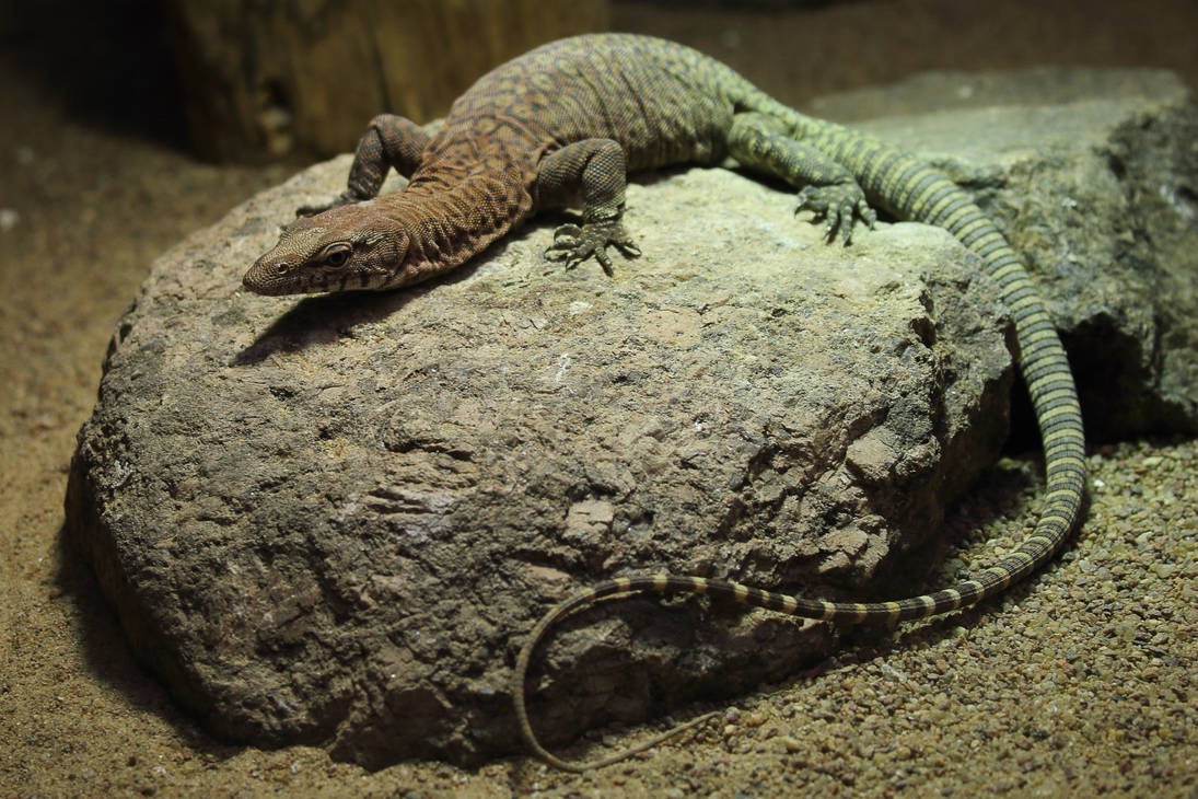 Pilbara rock monitor by PieniElukka on DeviantArt