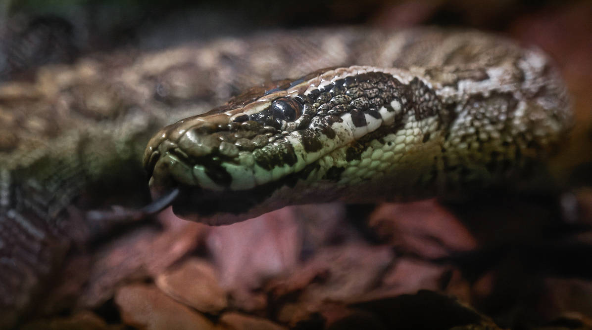 Snake by PieniElukka on DeviantArt