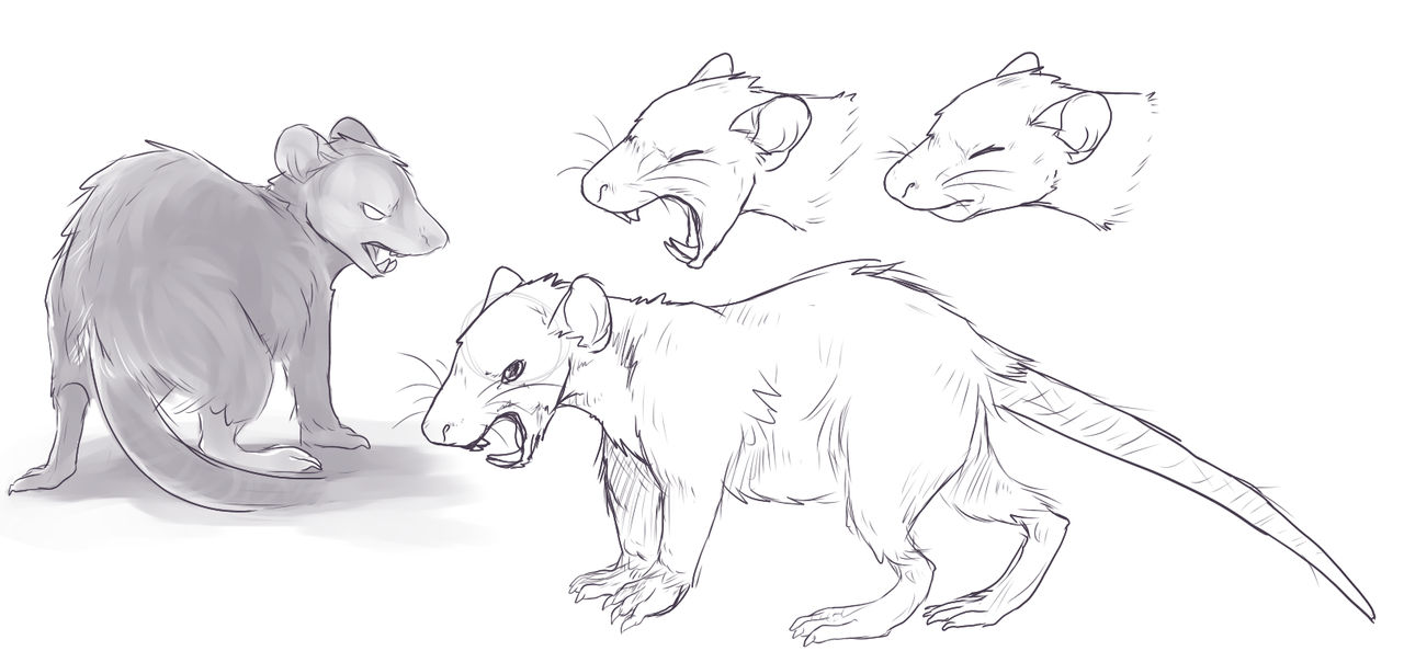 Rat evolution speculation by TinyCat000 on DeviantArt