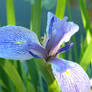 Blue Iris