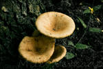 Mushroom by plantm