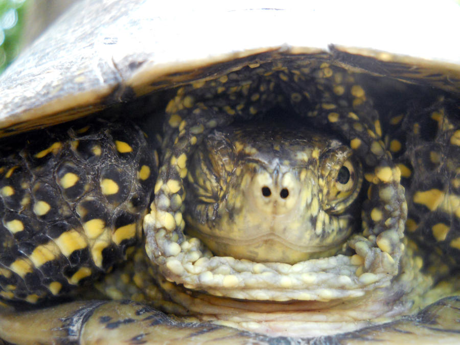 Winking turtles? by MimmieL on DeviantArt