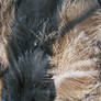 Ostrich feathers