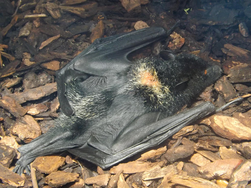 Giant Bat Java Giant Bat by ChibiButterfly on DeviantArt