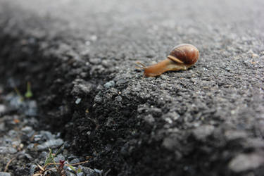 Ulf the snail