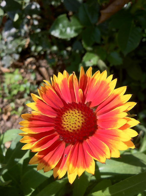 Two colored flower by MissBodymody on DeviantArt