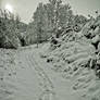 A trail in the snow