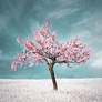 blossoming tree