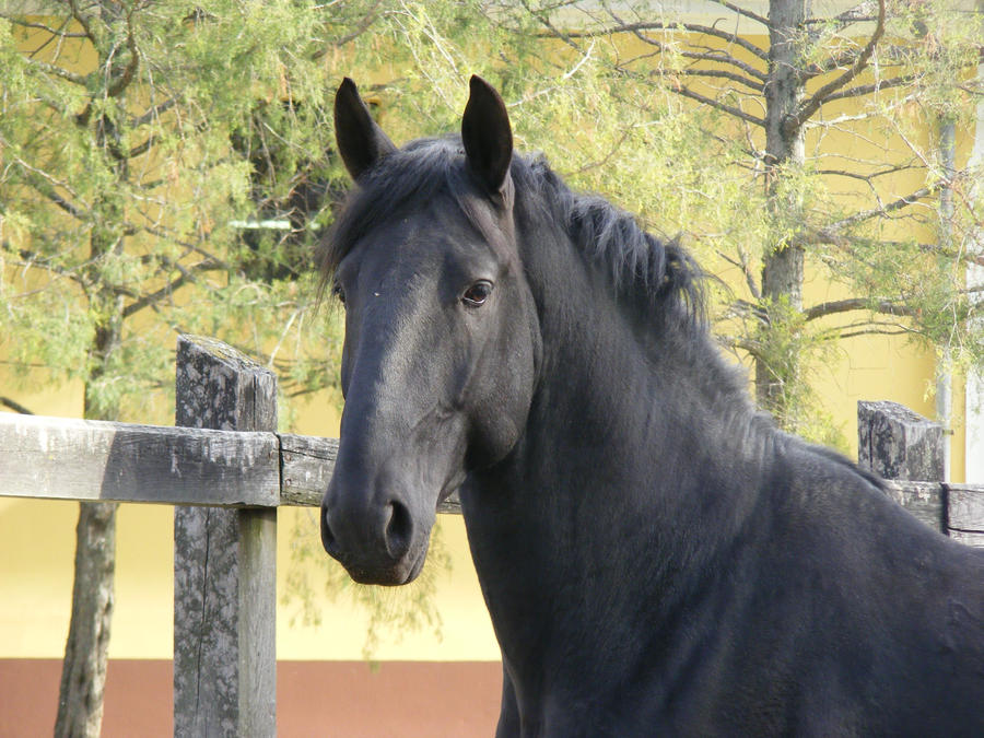 Nonius stallion by LadyAyslinn on DeviantArt