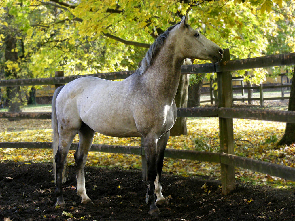 Grey Stallion 2