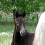 Dark bay foal