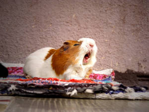 Guinea pig yawning