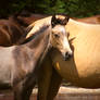 Akhal teke foal stock 3