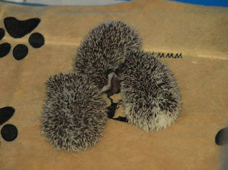 Sleeping Hoglets