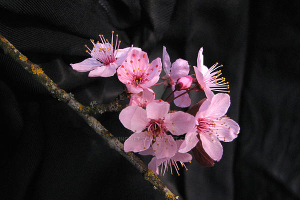 Plum Blossom 1