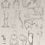 Various Anatomy Studies