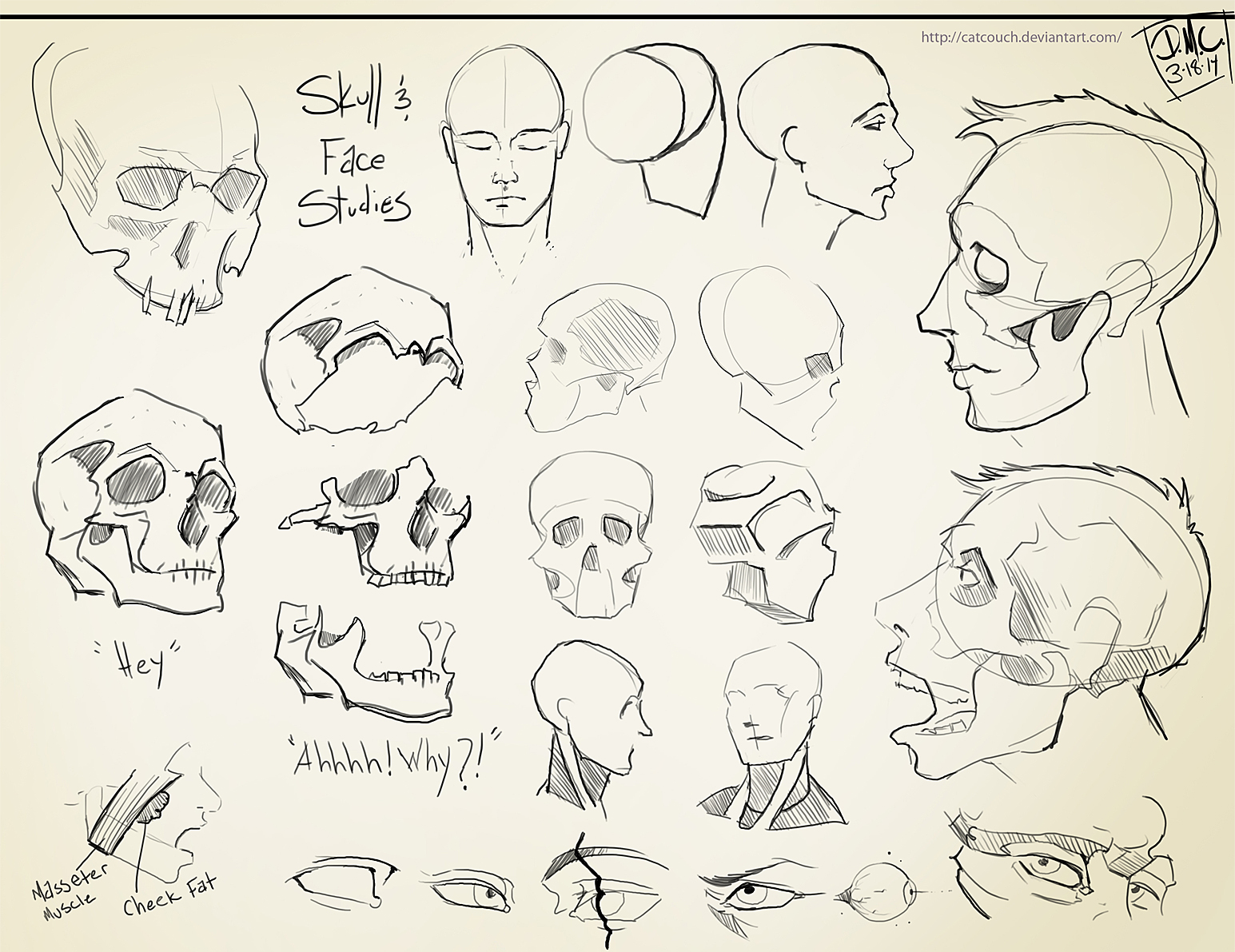 Skull Studies