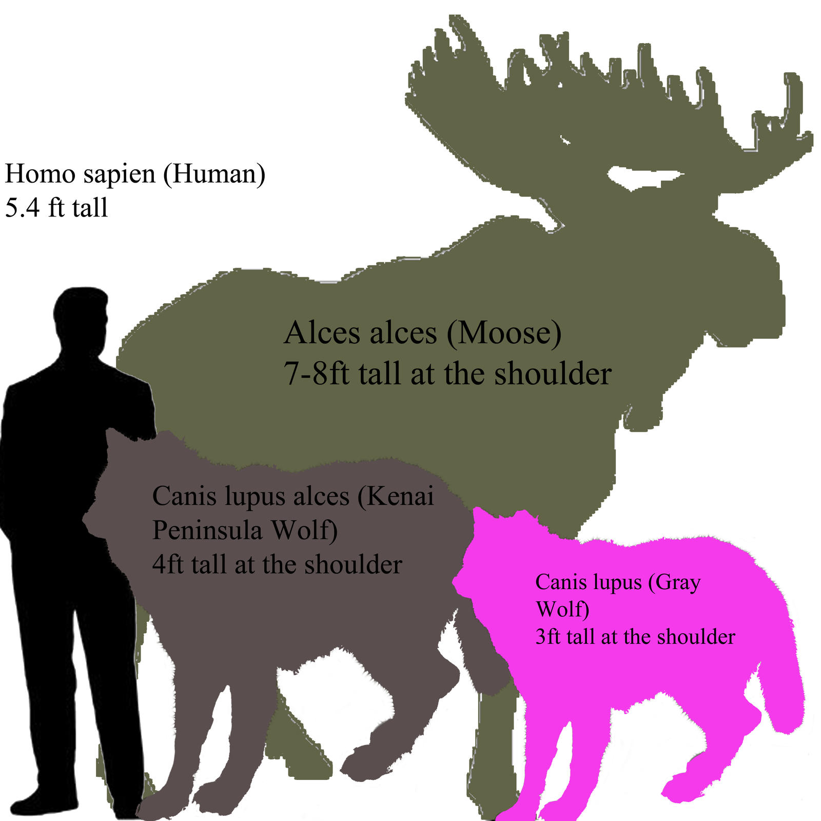 Get Inspired For Wolves Size Chart Wallpaper