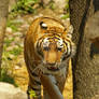 Stalking Tigress