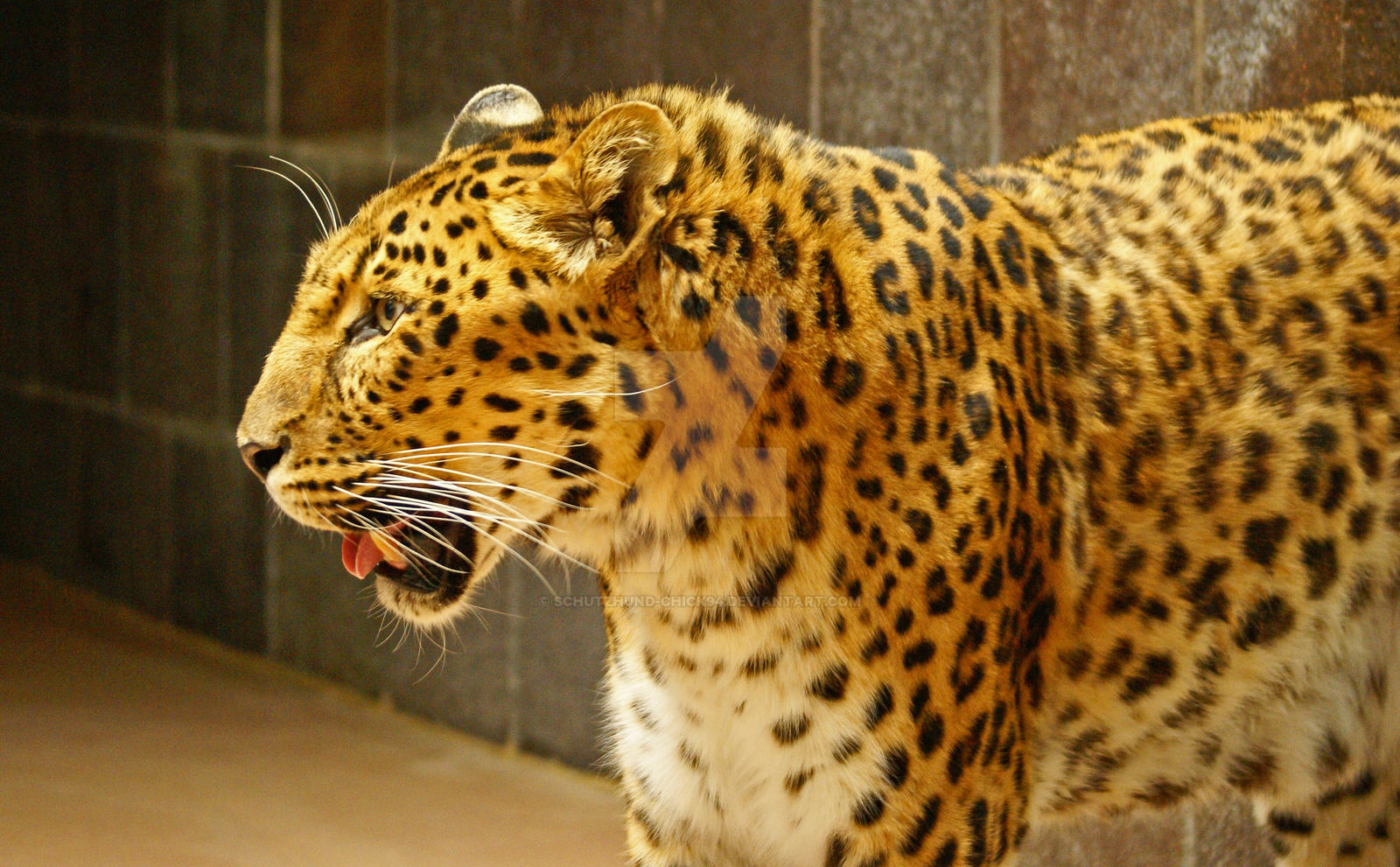 Amur Leopard by Schutzhund-Chick94 on DeviantArt