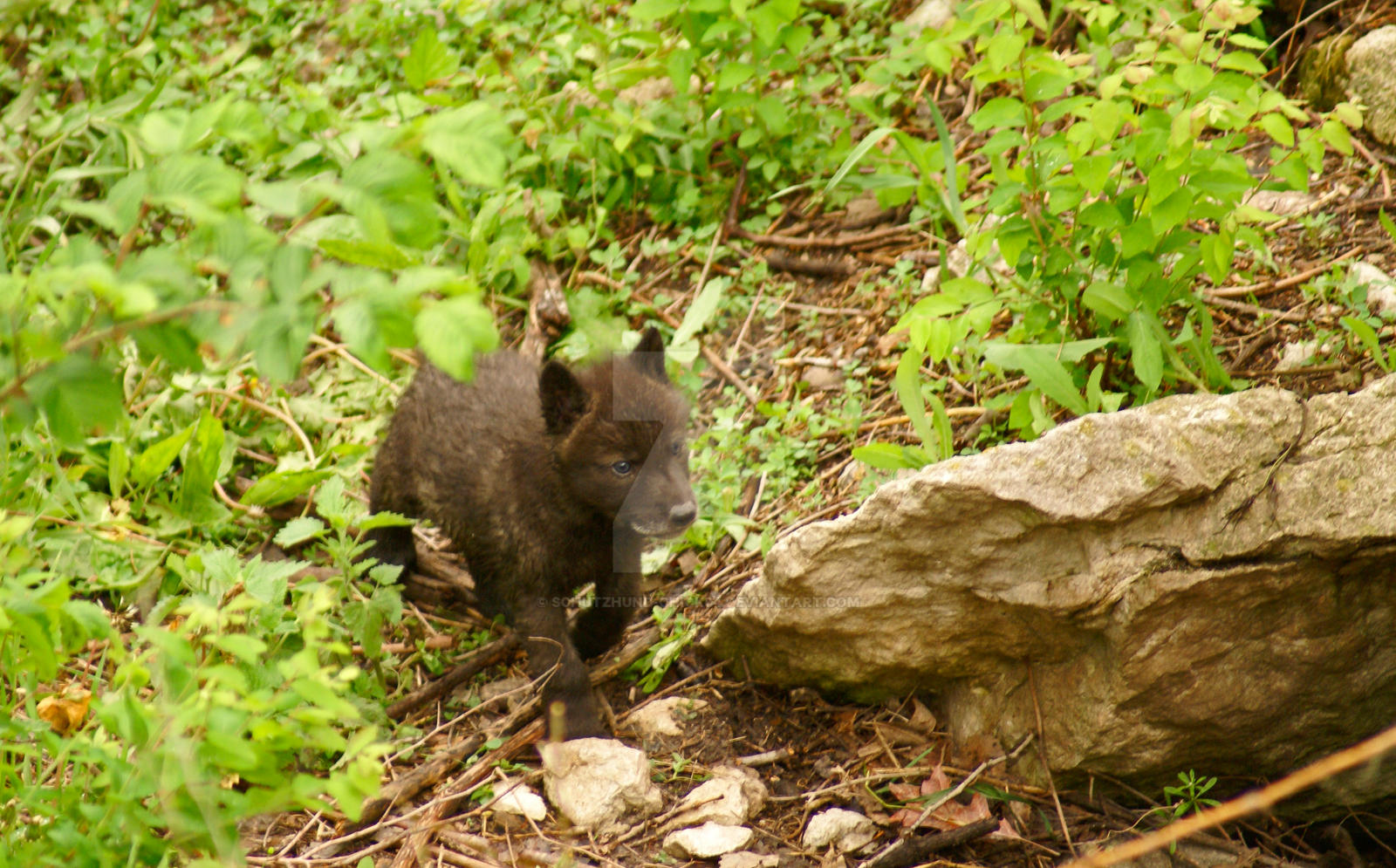 Wolf Pup by Schutzhund-Chick94 on DeviantArt