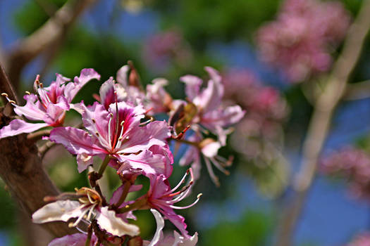 flowers1