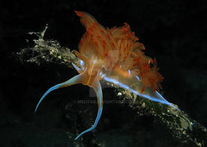 Cratena Peregrina - sea slug