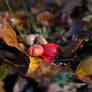 pumpkin macro 1