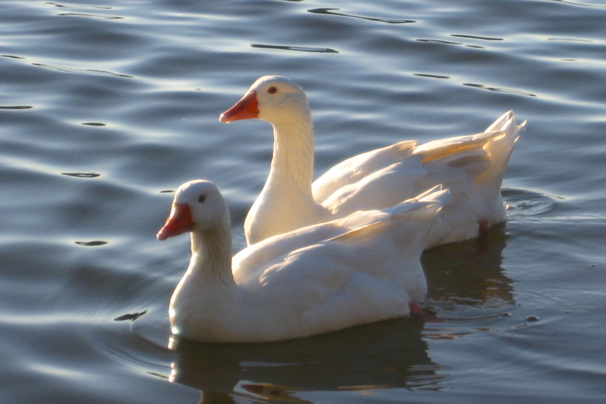 Geese on Lake