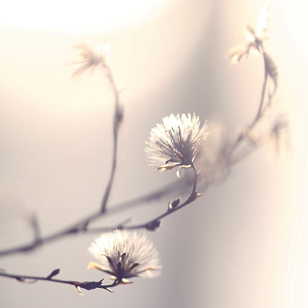 Amazing grace. by incredi