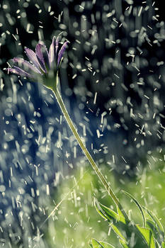 When the rain meets the flower