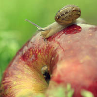 The very hungry snail.