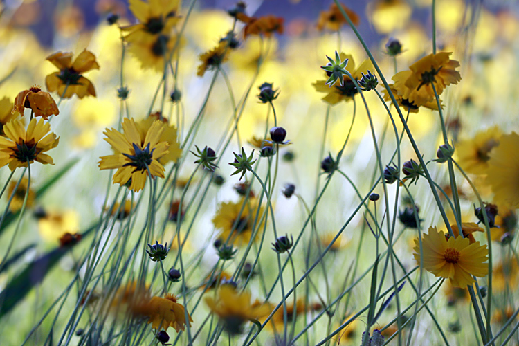 Pretty in yellow.