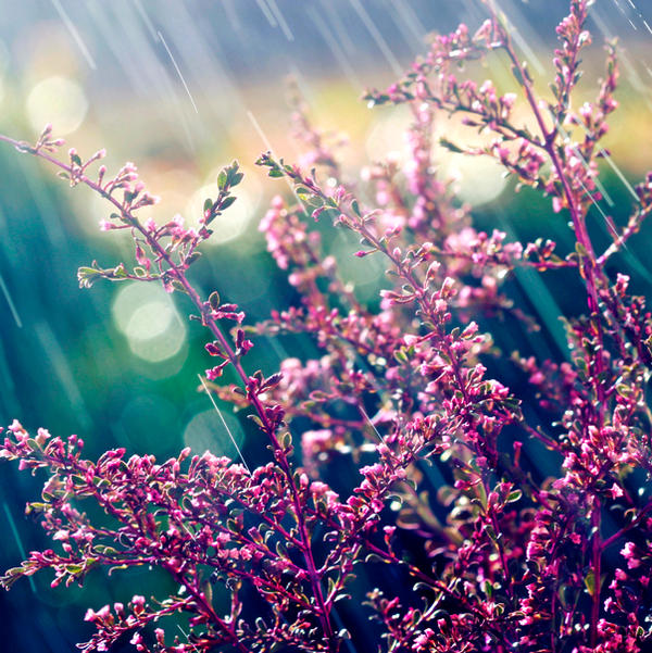 Spring Textures Sounds Sounds of Spring. by incredi on DeviantArt