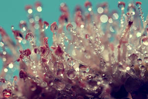 My summer garden. by incredi My summer garden. by incredi