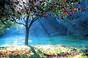 Rays of Hope