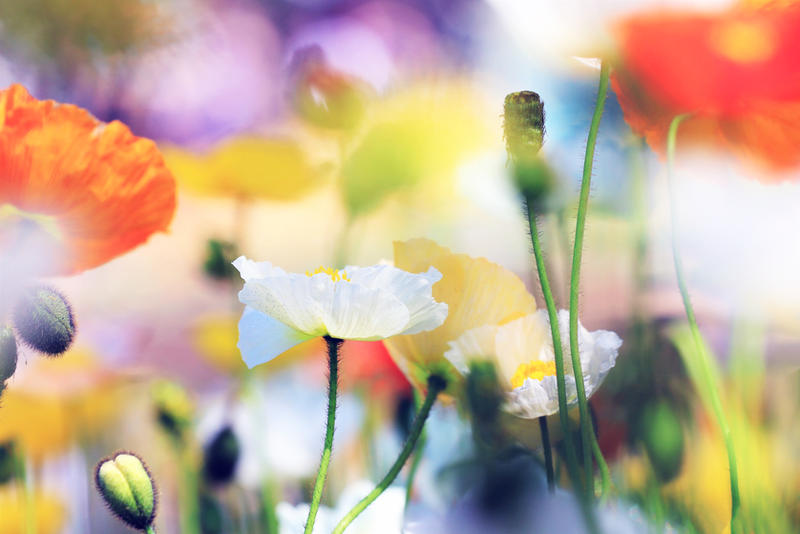 Rainbow in her garden. by incredi